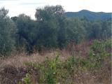 Particella, LIVORNO, 35.000 €, 3450,00 mq