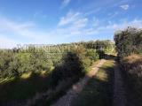 Particella, CASTELFIORENTINO, 32.000 €, 3725,00 mq