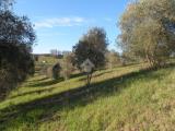 Particella, GROSSETO, 205.000 €, 26100,00 mq