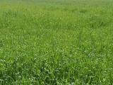 Particella, MASSA, 310.000 €, 7700,00 mq