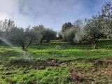 Particella, VITERBO, 39.000 €, 20000,00 mq