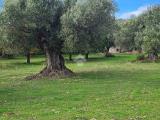 Particella, CATANZARO, 95.000 €, 1518,00 mq