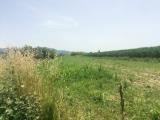 Particella, VECCHIANO, 10.000 €, 2500,00 mq