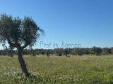 Particella, CAROVIGNO, 70.000 €, 11915,00 mq