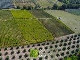 Particella, CORI, 200.000 €