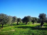 Particella, MOLA DI BARI, 25.000 €, 5500,00 mq