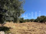 Particella, OSTUNI, 45.000 €, 11100,00 mq