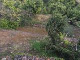 Particella, CASTELNUOVO, 225.000 €, 6900,00 mq