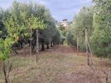 Particella, MONTE COMPATRI, 60.000 €, 3000,00 mq