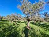 Particella, VITERBO, 23.000 €, 7000,00 mq
