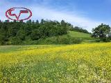 Particella, TERRANUOVA BRACCIOLINI, 24.000 €, 6400,00 mq