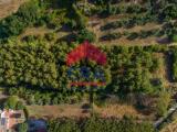 Particella, FORMELLO, 330.000 €, 7727,00 mq
