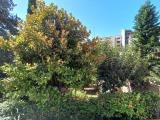 Affitto, Appartamento, FIRENZE, 1.600 €, 100,00 mq