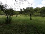Particella, TERRANUOVA BRACCIOLINI, 25.000 €, 10000,00 mq