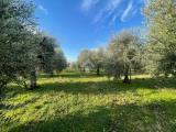 Particella, MANERBA DEL GARDA, 300.000 €, 9430,00 mq