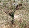 Particella, MASSA MARTANA, 30.000 €