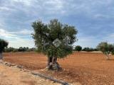 Particella, POLIGNANO A MARE, 57.000 €, 8972,00 mq