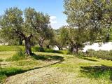 Particella, CINGOLI, 60.000 €, 4810,00 mq