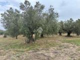 Particella, TUSCANIA, 29.000 €, 10690,00 mq