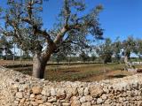 Particella, POLIGNANO A MARE, 45.000 €, 6500,00 mq
