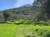 Particella, TORRETTA, 30.000 €, 2000,00 mq