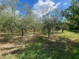 Particella, PISTOIA, 79.000 €, 4000,00 mq