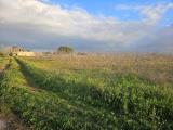 Particella, TAVIANO, 130.000 €, 25975,00 mq