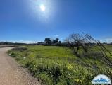 Particella, MOLA DI BARI, 60.000 €, 1113,00 mq