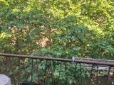 Affitto, Appartamento, MILANO, 1.350 €, 70,00 mq