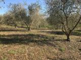 Particella, FOLLONICA, 25.000 €, 2000,00 mq