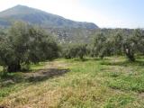 Particella, BAGHERIA, 45.000 €, 7200,00 mq