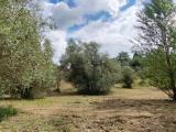 Particella, SCANDICCI, 75.500 €, 28000,00 mq