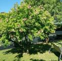 Casa, SARZANA, 400.000 €, 211,00 mq
