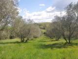 Particella, MONTECATINI VAL DI CECINA, 10.000 €, 7000,00 mq
