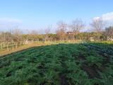Particella, MADDALONI, 85.000 €, 1220,00 mq