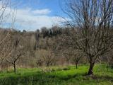 Particella, FAUGLIA, 55.000 €, 9168,00 mq