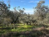 Particella, AMELIA, 29.000 €, 1500,00 mq