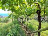 Particella, MORI, 68.000 €, 3500,00 mq