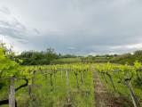 Particella, LANUVIO, 160.000 €, 23000,00 mq