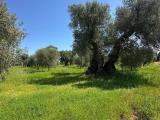 Particella, OSTUNI, 28.000 €, 13000,00 mq