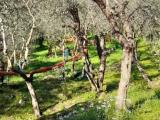 Particella, PIETRASANTA, 120.000 €, 1790,00 mq
