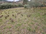 Particella, PESARO, 40.000 €, 3800,00 mq