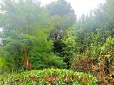 Particella, MONTORFANO, 19.990 €, 5650,00 mq