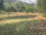 Particella, SERMONETA, 67.000 €, 6200,00 mq