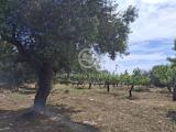 Particella, CONTRADA, 27.000 €, 6000,00 mq