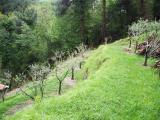 Particella, PIETRASANTA, 65.000 €, 3000,00 mq
