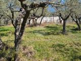 Particella, ASSISI, 80.000 €, 8900,00 mq