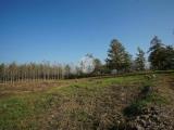 Particella, NIZZA MONFERRATO, 290.000 €, 3665,00 mq