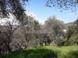 Particella, SARZANA, 50.000 €, 2390,00 mq