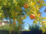 Affitto, Appartamento, CERVETERI, 2.000 €, 128,00 mq